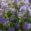 Caryopteris Grand Bleu Bluebeard Starter Live Plant - 3-4 Inch - Image 1