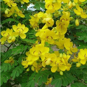 Cassia Butterfly Bush Live Plant – 2-Pack 4-6 Inch Starter Plants – Fast-Growing, Yellow Blooms, Attracts Pollinators - Image 2