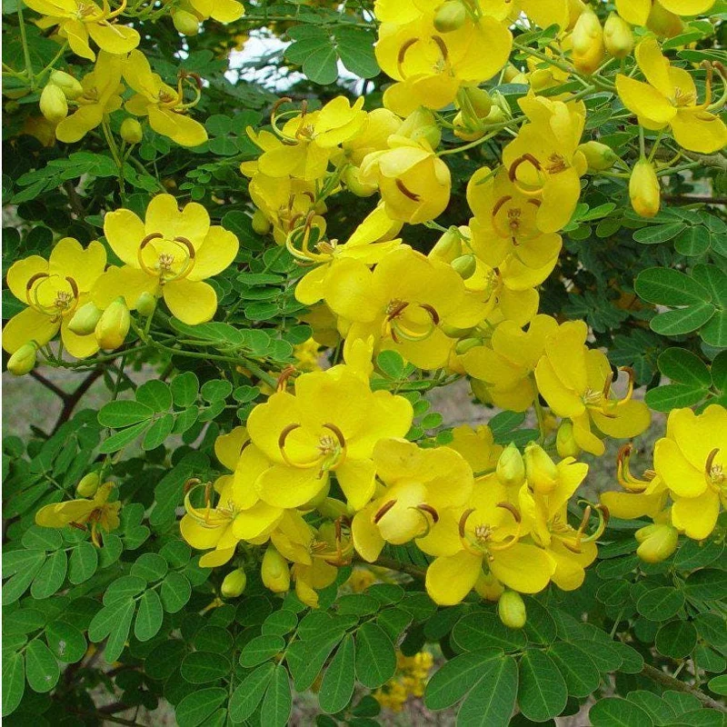 Cassia Butterfly Bush Live Plant – 2-Pack 4-6 Inch Starter Plants – Fast-Growing, Yellow Blooms, Attracts Pollinators - Image 2