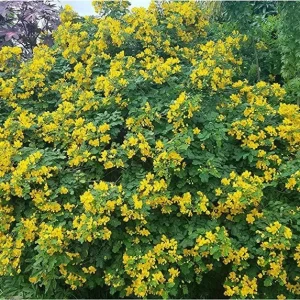 Cassia Butterfly Bush Live Plant – 2-Pack 4-6 Inch Starter Plants – Fast-Growing, Yellow Blooms, Attracts Pollinators - Image 3