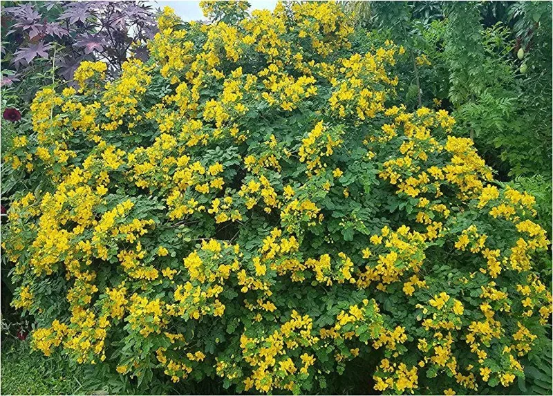 Cassia Butterfly Bush Live Plant – 2-Pack 4-6 Inch Starter Plants – Fast-Growing, Yellow Blooms, Attracts Pollinators - Image 3