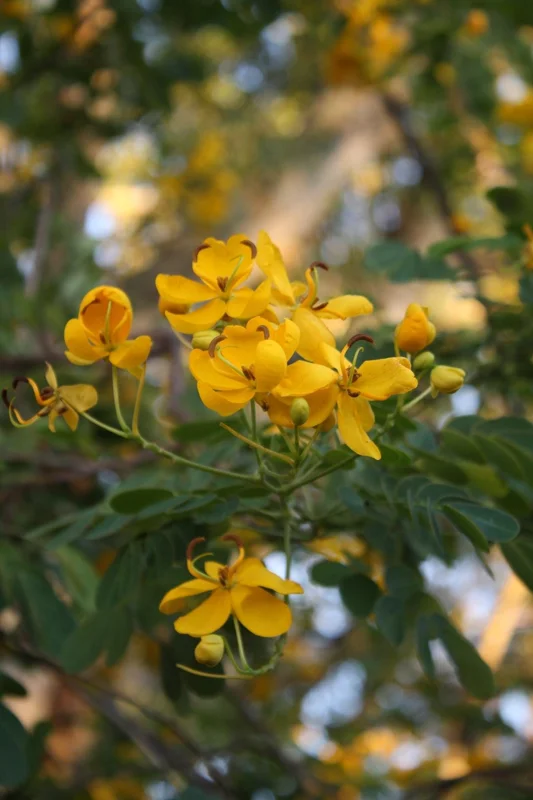Cassia Butterfly Bush Live Plant – 2-Pack 4-6 Inch Starter Plants – Fast-Growing, Yellow Blooms, Attracts Pollinators - Image 5