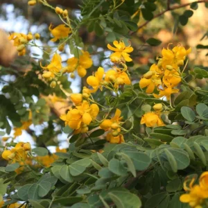 Cassia Butterfly Bush Live Plant – 2-Pack 4-6 Inch Starter Plants – Fast-Growing, Yellow Blooms, Attracts Pollinators - Image 6