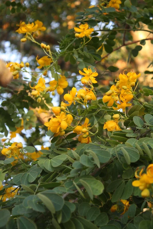 Cassia Butterfly Bush Live Plant – 2-Pack 4-6 Inch Starter Plants – Fast-Growing, Yellow Blooms, Attracts Pollinators - Image 6