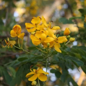 Cassia Butterfly Bush Live Plant – 2-Pack 4-6 Inch Starter Plants – Fast-Growing, Yellow Blooms, Attracts Pollinators - Image 7