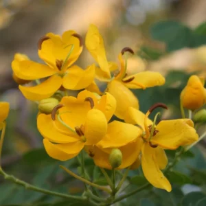 Cassia Butterfly Bush Live Plant – 2-Pack 4-6 Inch Starter Plants – Fast-Growing, Yellow Blooms, Attracts Pollinators - Image 1
