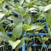 Cayenne Long Slim Red Chili Live Plants - 3 Pack, 75 Days Old Super Hot Pepper - Image 1