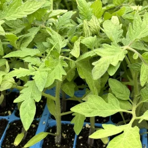 Celebrity Tomato Live Plant (2-Pack) - 6-10 in Tall, 60+ Days Old, Determinate, Disease Resistant for Outdoor Gardens - Image 1