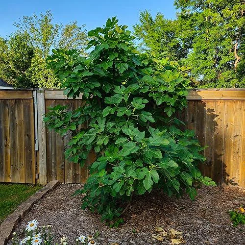 Celeste Fig Live Plant 5-9" Tall - Ficus Carica Sugar Fig Tree Cold Hardy Zones 6-10 - Image 2