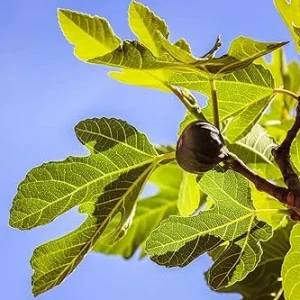 Celeste Fig Live Plant 5-9