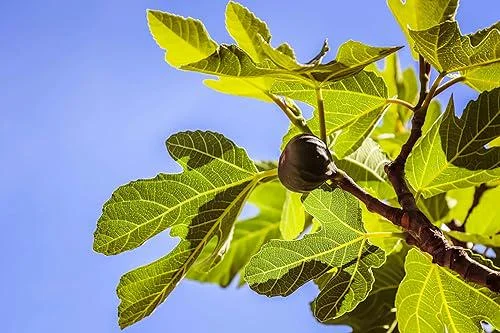 Celeste Fig Live Plant 5-9" Tall - Ficus Carica Sugar Fig Tree Cold Hardy Zones 6-10 - Image 3