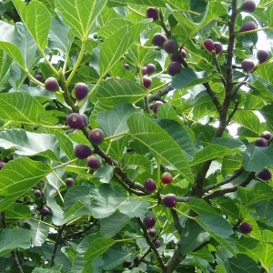 Celeste Fig Live Plant 5-9