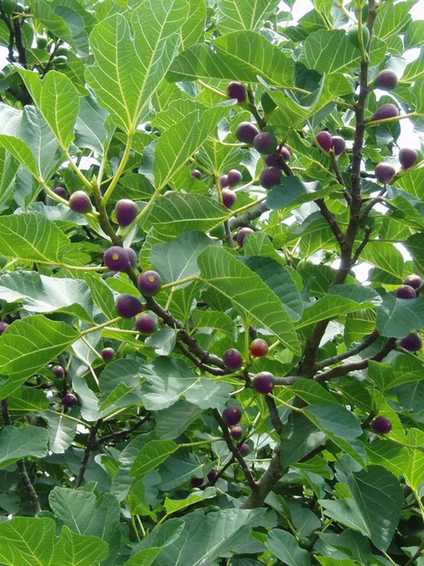 Celeste Fig Live Plant 5-9" Tall - Ficus Carica Sugar Fig Tree Cold Hardy Zones 6-10 - Image 4