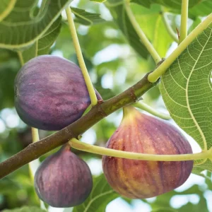 Celeste Fig Live Plant 5-9