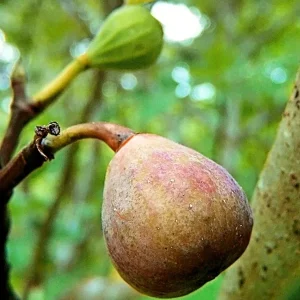 Celeste Fig Live Plant 5-9