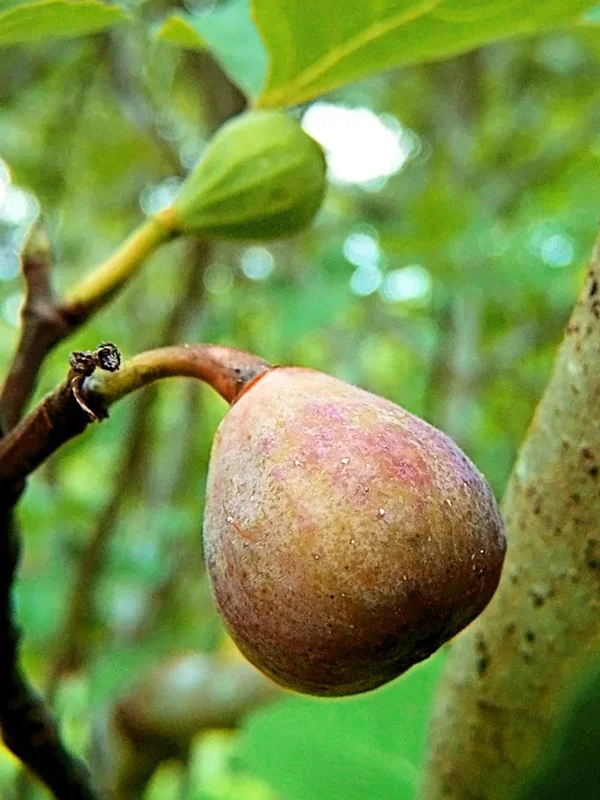 Celeste Fig Live Plant 5-9" Tall - Ficus Carica Sugar Fig Tree Cold Hardy Zones 6-10 - Image 1
