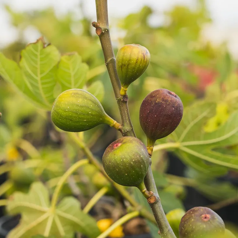 Celeste Fig Live Plant 5-9" Tall - Ficus Carica Sugar Fig Tree Cold Hardy Zones 6-10 - Image 6