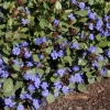 Ceratostigma Plumbaginoides Hardy Plumbago Live Plant - 2.5x3.5 Inch Pot, Zone 5-9 Perennial - Image 1