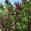 Charles Joly Lilac Live Plant – Fragrant Purple Flowers – 7-9 Inch Potted Shrub - Image 1