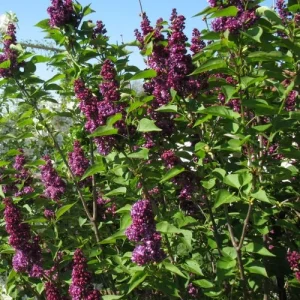 Charles Joly Lilac Live Plant – Fragrant Purple Flowers – 7-9 Inch Potted Shrub - Image 1