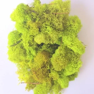 Chartreuse Reindeer Moss 1 OZ Bag – Garden Decor & Craft Supply - Image 1