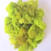 Chartreuse Reindeer Moss 3 OZ Bag - Preserved Decorative Moss for Terrariums - Image 1