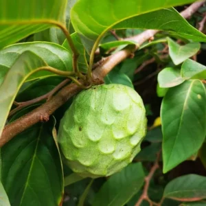 Cherimoya Live Plant - Tropical Fruit Tree in 0.5 Gallon Pot - Image 1