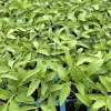 Cherokee Purple Tomato Live Plants - 4-Pack, 6-10 inches Tall, Heirloom, Outdoor - Image 1