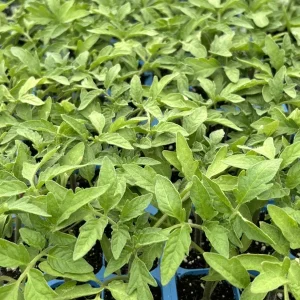 Cherokee Purple Tomato Live Plants - 4-Pack, 6-10 inches Tall, Heirloom, Outdoor - Image 1