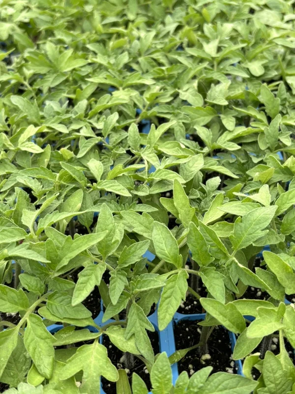 Cherokee Purple Tomato Live Plants - 4-Pack, 6-10 inches Tall, Heirloom, Outdoor - Image 1