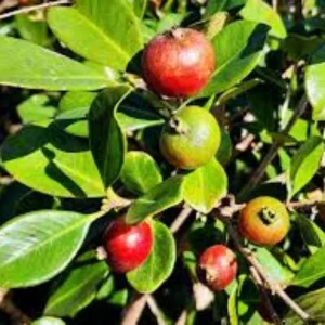 Cherry Guava Live Plant – 0.5 Gallon Pot – Edible Fruit Tree - Image 2