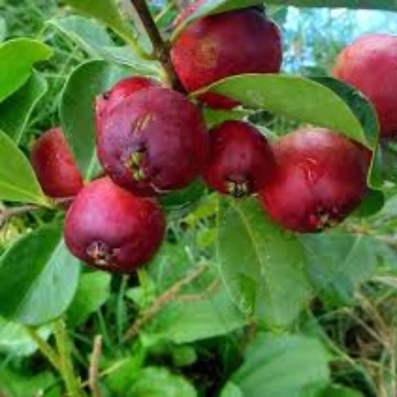 Cherry Guava Live Plant – 0.5 Gallon Pot – Edible Fruit Tree - Image 3