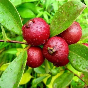 Cherry Guava Live Plant – 0.5 Gallon Pot – Edible Fruit Tree - Image 1