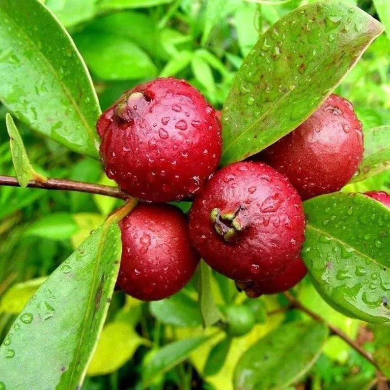 Cherry Guava Live Plant – 0.5 Gallon Pot – Edible Fruit Tree - Image 1