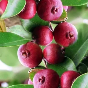 Cherry Guava Live Plant - 4 inch Pot - Edible Fruit Tree, Outdoor - Image 1
