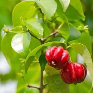 Cherry Surinam Live Plant – 5-8in Tall – 4in Pot – Outdoor Fruit Plant - Image 1