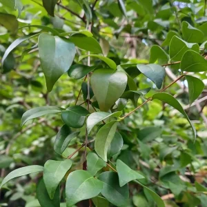 Cherry Surinam Live Plant – 5-8in Tall – 4in Pot – Outdoor Fruit Plant - Image 2