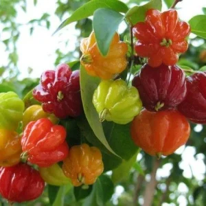 Cherry Surinam Live Plant – 8-12 inches tall – Half Gallon Pot - Image 1