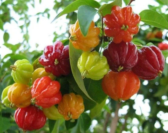 Cherry Surinam Live Plant – 8-12 inches tall – Half Gallon Pot - Image 1
