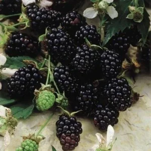 Chester Blackberry Live Plant – Thornless Bush 5-9
