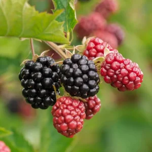 Chester Blackberry Live Plant – Thornless Bush 5-9