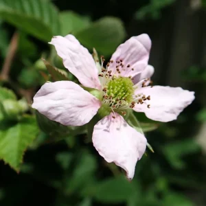 Chester Blackberry Live Plant – Thornless Bush 5-9