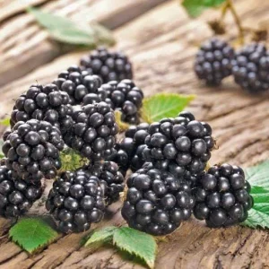 Chester Blackberry Live Plant – Thornless Bush 5-9