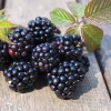 Chester Blackberry Live Plant – Thornless Bush 5-9" Tall – Cold Hardy Zones 5-8 – Outdoor Fruit - Image 1