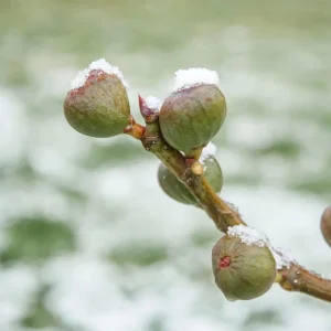 Chicago Hardy Fig Tree Live Plant 5-9 in - Ficus Carica - Cold Hardy USDA Zone 5-10 - Image 2