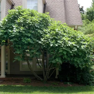 Chicago Hardy Fig Tree Live Plant 5-9 in - Ficus Carica - Cold Hardy USDA Zone 5-10 - Image 5