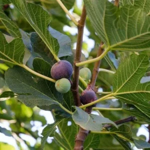 Chicago Hardy Fig Tree Live Plant 5-9 in - Ficus Carica - Cold Hardy USDA Zone 5-10 - Image 6