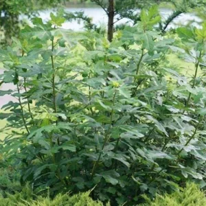 Chicago Hardy Fig Tree Live Plant 5-9 in - Ficus Carica - Cold Hardy USDA Zone 5-10 - Image 7