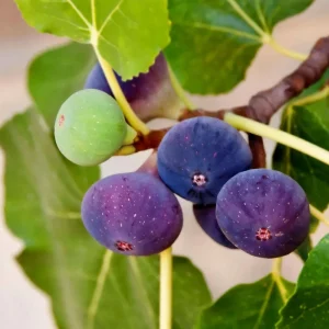 Chicago Hardy Fig Tree Live Plant 5-9 in - Ficus Carica - Cold Hardy USDA Zone 5-10 - Image 8