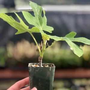 Chicago Hardy Fig Tree Live Plant 5-9 in - Ficus Carica - Cold Hardy USDA Zone 5-10 - Image 9